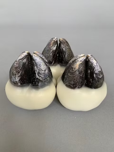 2024

mussel shells and wax, limited edition of 7 individual pieces, 7cm x 7cm x 5cm