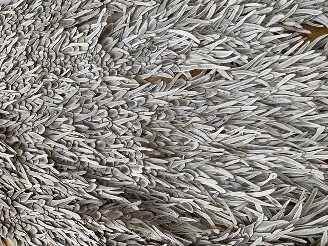 hart 2021

sliced deer antler tips on miniature mannequin form