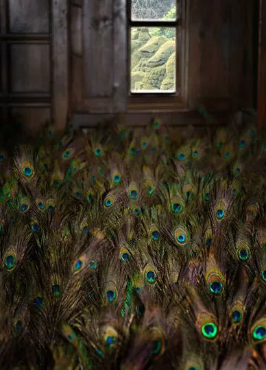 Spectacle 2013

Site specific installation

Part of Beastly Hall

Curated by Artwise at Hall Place - Bexley in Kent

Peacock feathers inserted into falsle floor of tudor room. Sightline through windows to the Queens Beasts topiaries, based on sculptures lining the route of the Queen's Coronation in 1953.